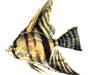 <b>Категории: </b>Рыбки <br><b>Размеры:</b> 350x350, 216.5 Кб