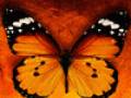 <b>Категории: </b>Бабочки <br><b>Размеры:</b> 100x100, 8.2 Кб