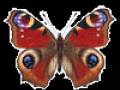 <b>Категории: </b>Бабочки <br><b>Размеры:</b> 100x100, 28.2 Кб