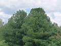 <b>Категории: </b>Деревья <br><b>Размеры:</b> 450x600, 107.4 Кб