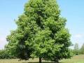 <b>Категории: </b>Деревья <br><b>Размеры:</b> 700x664, 180.1 Кб