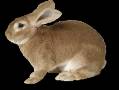 <b>Категории: </b>Зайцы, кролики <br><b>Размеры:</b> 280x218, 120.1 Кб