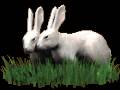 <b>Категории: </b>Зайцы, кролики <br><b>Размеры:</b> 161x104, 43.9 Кб